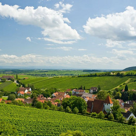 Blick auf Weinreben im Hintergrund der Ort Leinsweiler in der Pfalz