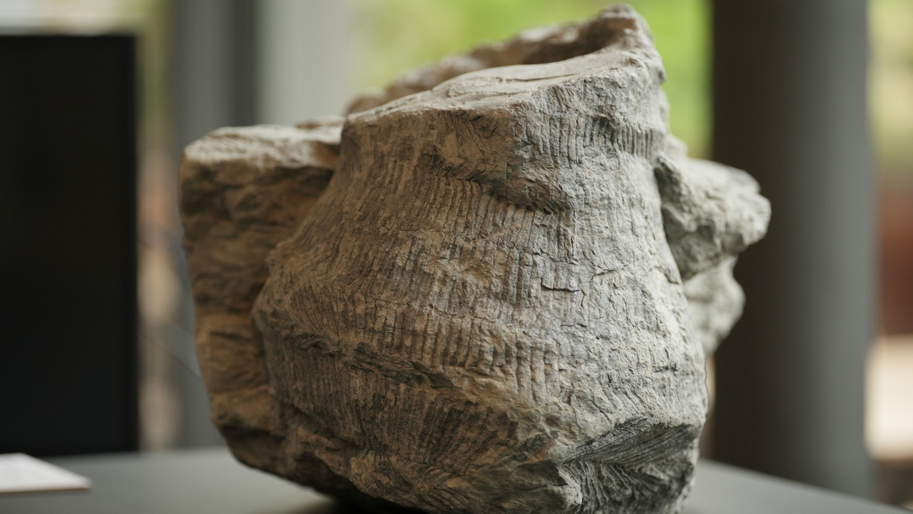 Das Fossil wiegt etwa 80 Kilogramm und ist 297 Millionen Jahre alt. 