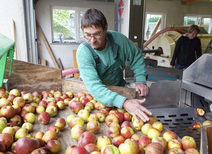 Qualitätssicherung und Wäsche der Äpfel bei der Viezherstellung