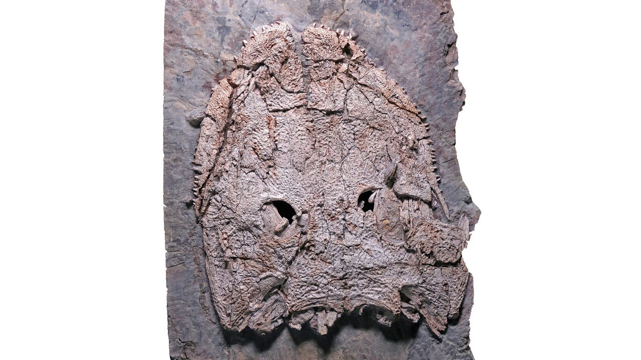 Der 2018 gefundene Schädel von Stenokranio