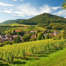 Blick vom Weinberg auf Leinsweiler im Sonnenschein.