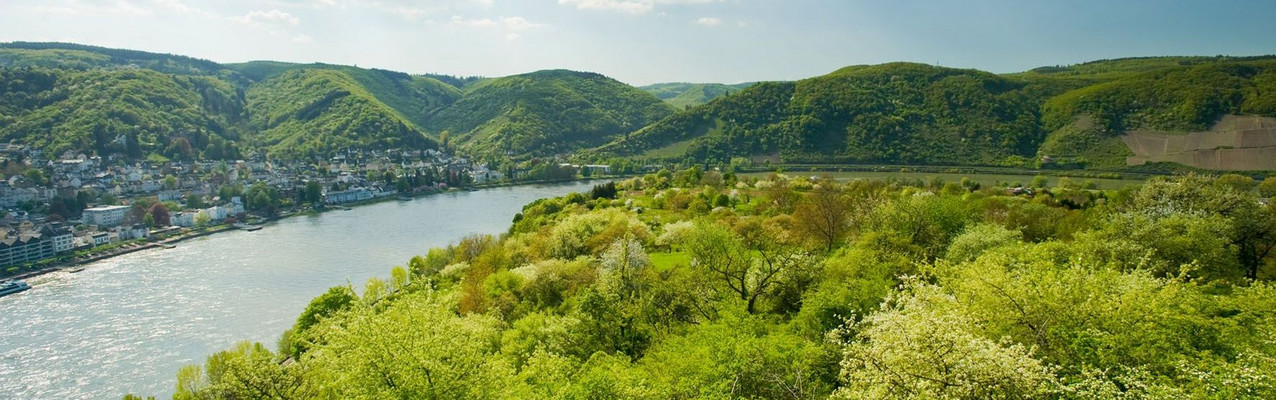 Blick auf den Rhein bei Filsen
